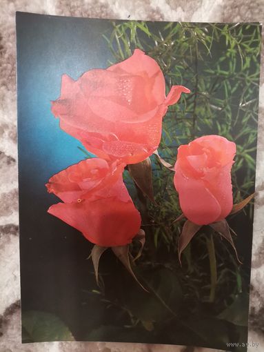 Открытка СССР чистая