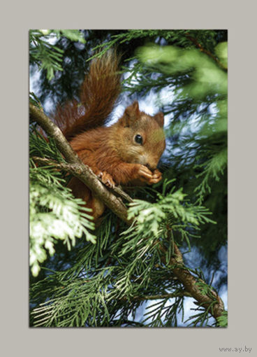 Открытка. Фауна. Лето. Белка. Белочка. Животные. (чистая)