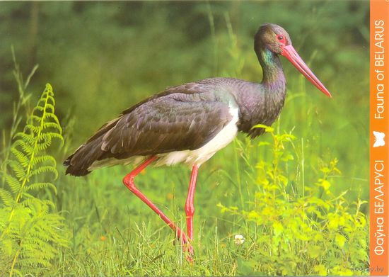 Фауна Беларуси: чёрный аист, тираж 4000 экз., чистая, 2018