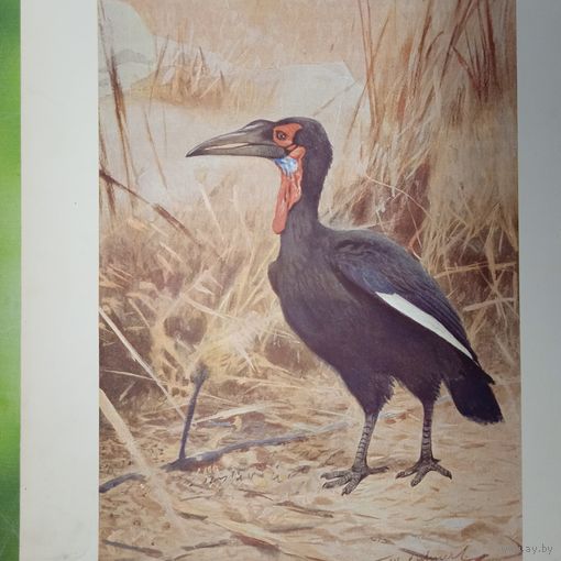 Рогатый воронъ. Литография СПБ. Энциклопедическая гравюра конец 19века 25х17см. РАСПРОДАЖА КОЛЛЕКЦИИ.