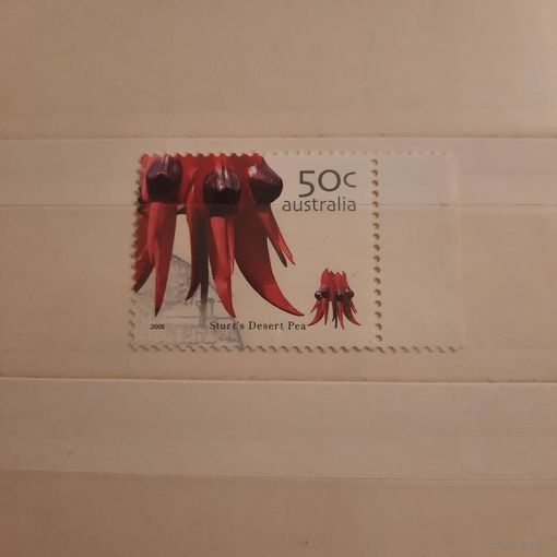 Австралия 2005. Флора. Sturts Desert Pea