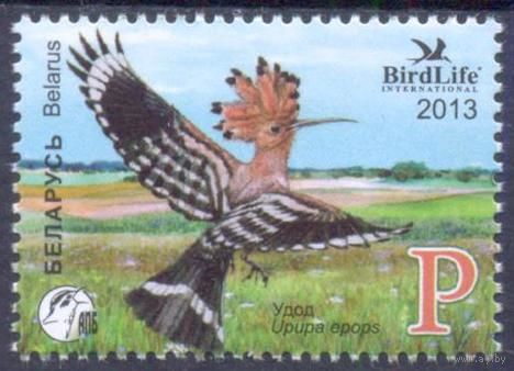 Беларусь 2013 фауна птицы