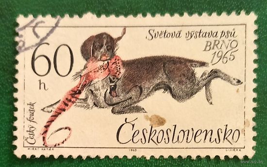 Чехословакия 1965. Собака породы Чешский Фоусек