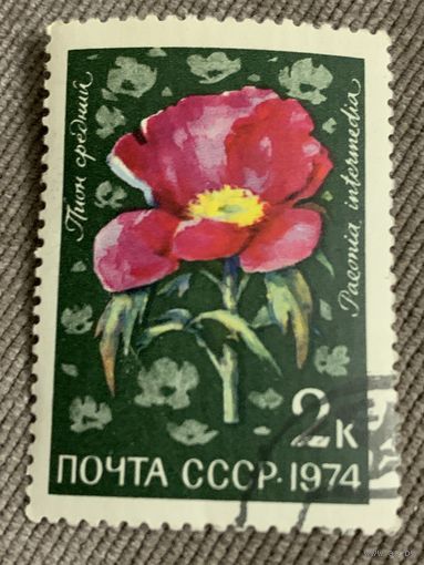 СССР 1974. Пион средний. Марка из серии