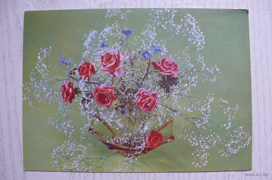 Мезенцев М., Садловская Л., Розы; 1976, 1977, чистая.