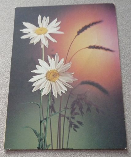 Ромашки, чистая.