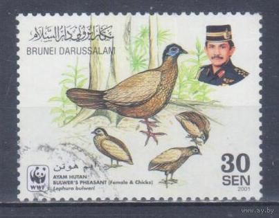 [106] Бруней 2001. Фауна.Птицы.Фазан (самка). Гашеная марка.
