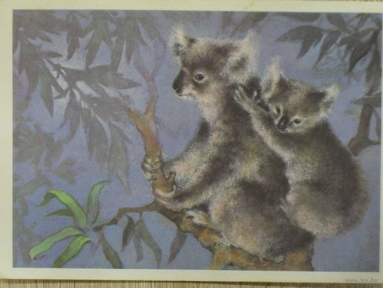 ЧИСТАЯ ОТКРЫТКА СССР. КОАЛА худ. А. ИСАКОВ.1982 год.