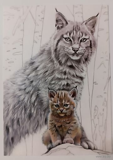 Рысь и рысенок. Открытка