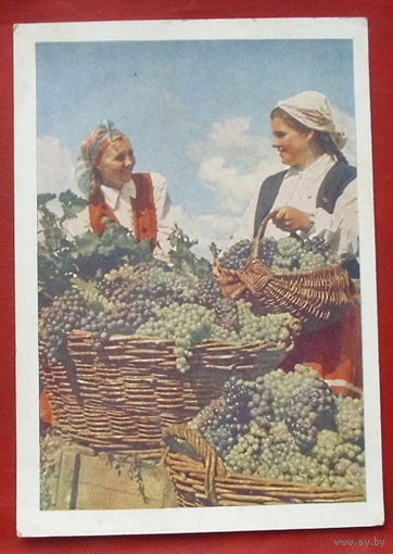 Сбор винограда. Подписанная. 1954 года. Фото Хорунжего. 206.