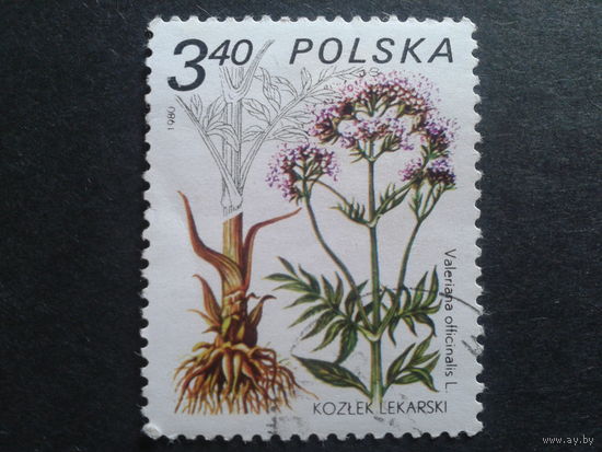 Польша 1980 цветы