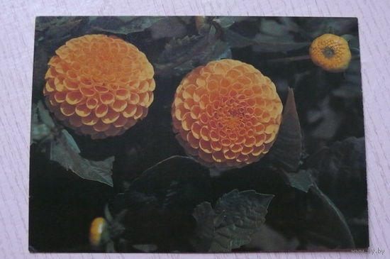 Матанов Н., Георгины, 1982, чистая.
