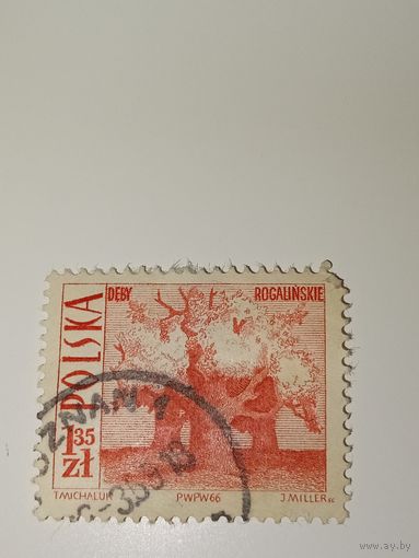 Польша 1966 Дубы Рогалинские