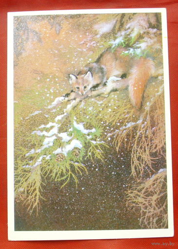 Куница. Чистая. 1981 года. Исаков. *41.