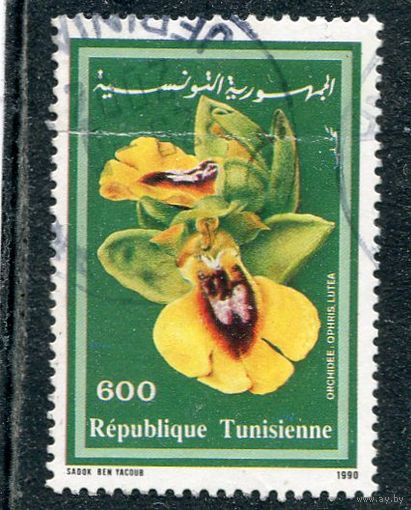 Тунис. Флора. Цветы. Орхидеи