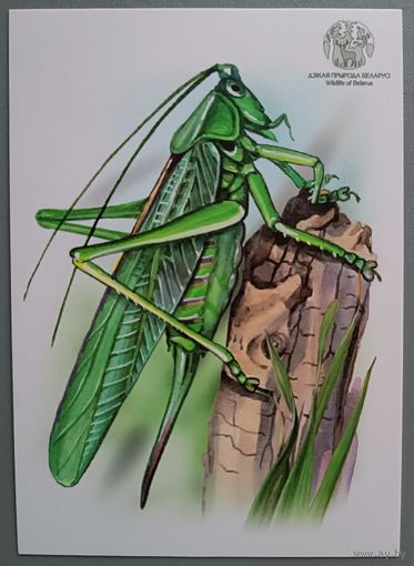 Кузнечик. Откг