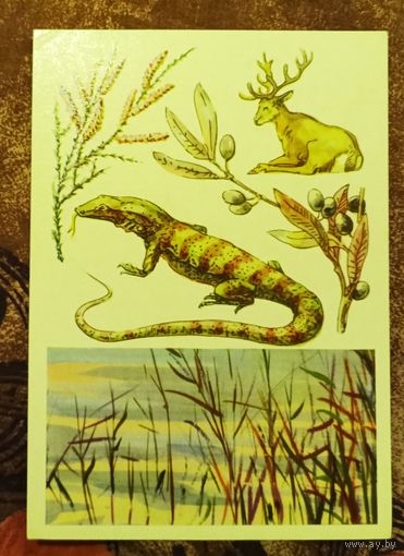 Открытка "Заповедник Тигровая Балка"