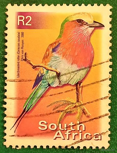 ЮАР 2000. Сиреневогрудая сизоворонка
