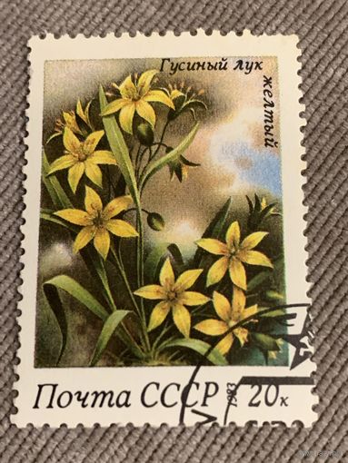 СССР 1983. Гусиный лук желтый. Марка из серии