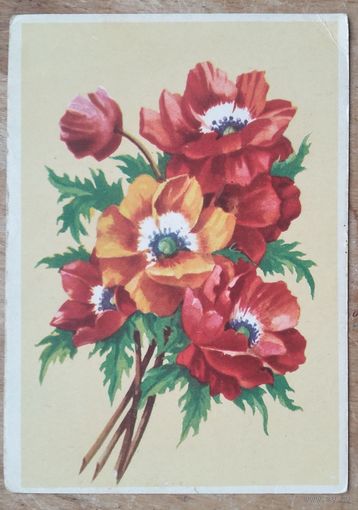 Зеленов В. Маки. Издательство "Звязда". 1950-е. Чистая.