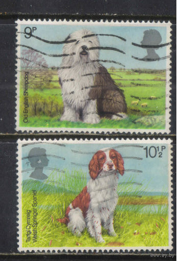 Великобритания 1979 Выставка собак Крафтс Бобтейл Спаниель #781-2