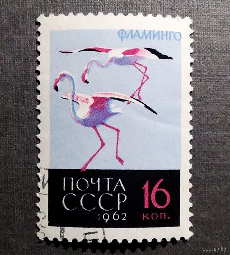 Марка СССР 1962 год Птицы