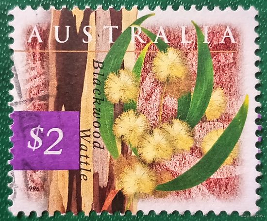 Австралия 1996. Флора. Blackwood Wattle