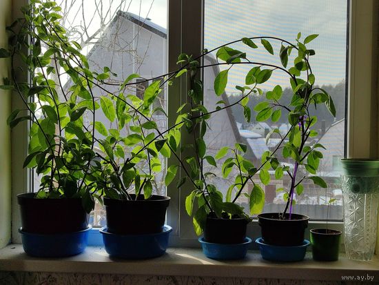 Джинура Прокумбенс. Лекарственное . Комнатное растение.