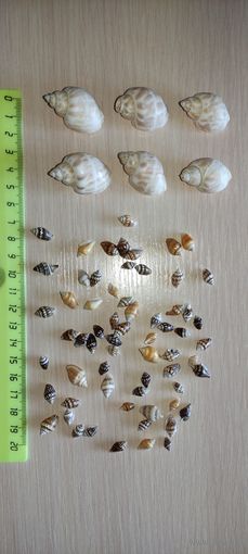 Ракушки для рукоделия.