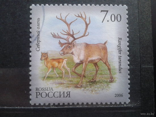 Россия 2006 Олени