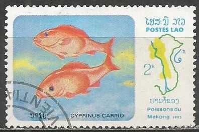 Лаос. Рыбы. Сазан. 1983г. Mi#641.