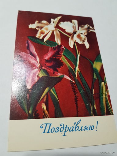 Открытка Поздравляю! 1969 г.