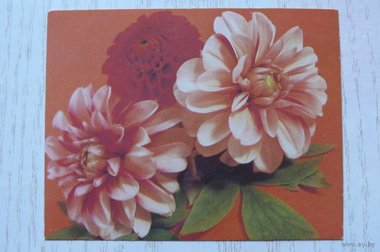 Тяпченков А., Композиция из георгин, 1987, чистая, мини-формат.