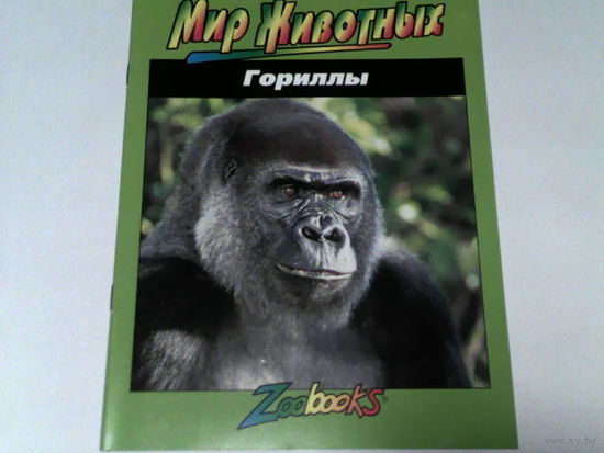 000008/ГОРИЛЛЫ