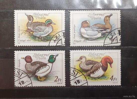 Венгрия. 1988 год. Фауна. Птицы. Утки (447)