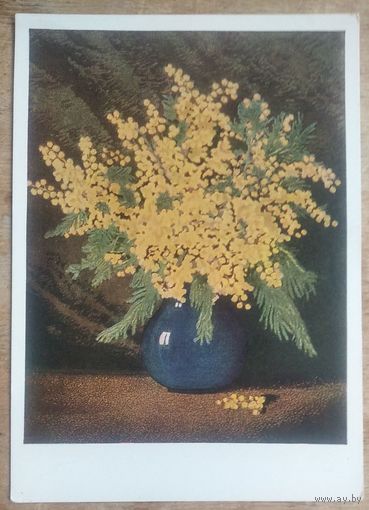 Ванеева З.Н. Мимозы. 1960 г. Чистая.