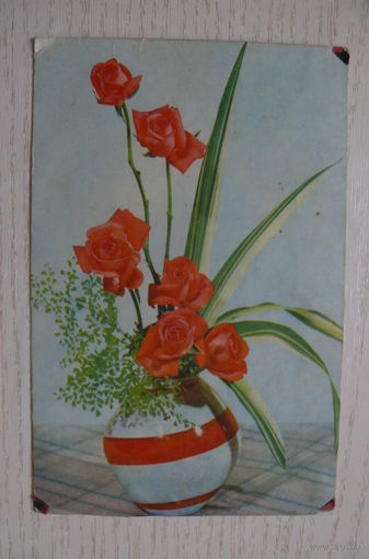 Игнатович Е., Розы; 1968, подписана (размер 9*14).