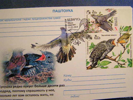 1008. Фауна Птица года. Обыкновенная кукушка. (Bird Life) 2014 год. Беларусь Карточка СГ