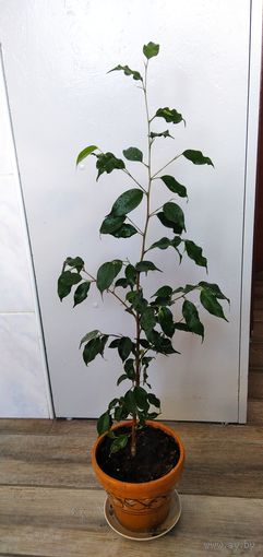 Фикус Бенджамина.