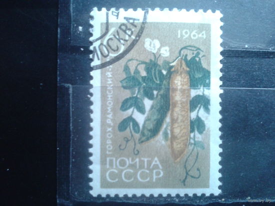 1964 Горох