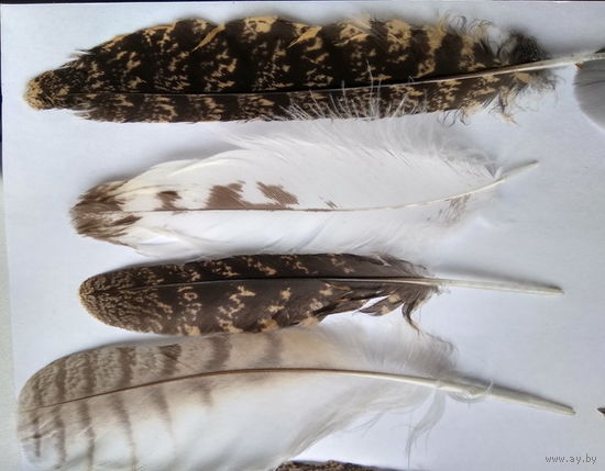 Перья натуральные лесных птиц (цена за все)