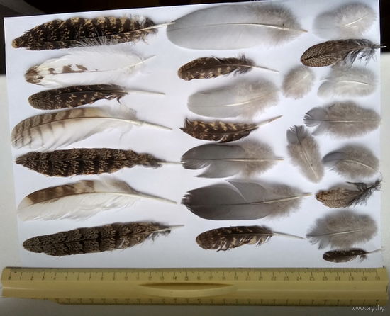 Перья натуральные лесных птиц (цена за все)