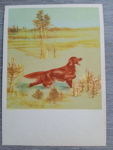 1958. охота. Курдов. Красный сеттер