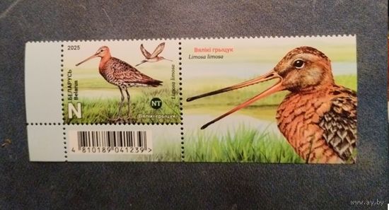 Фауна Птицы Беларуси. Большой веретенник Беларусь 2025 ** купон