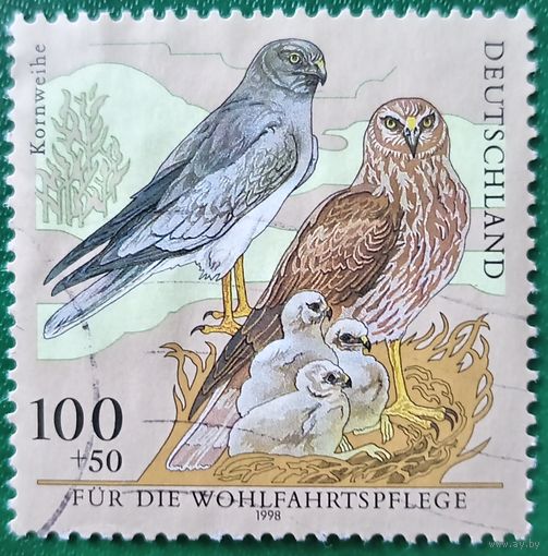 Германия 1998. Полевой лунь