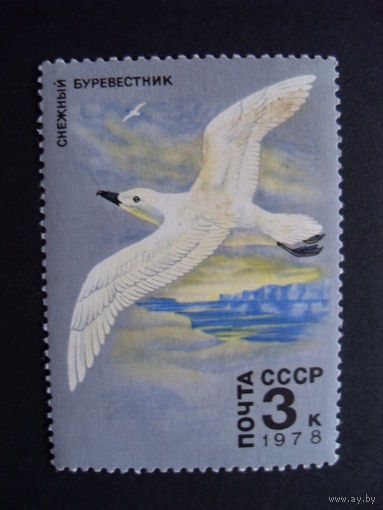 СССР. Снежный буревестник 1978 птица