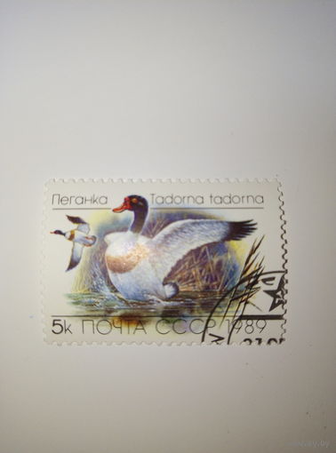 Марки СССР 1989 Утки Пеганка 5к.