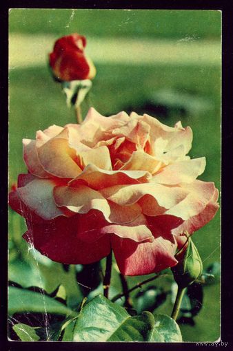 1974 год Н.Матанов Роза Чикаго пис....
