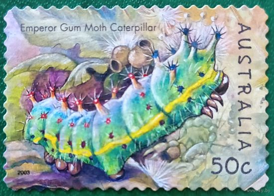 Австралия 2003. Фауна. Гусеница. Emperor Gum Moth