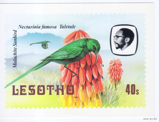 Открытка Лесото 1982г. Фауна.Птицы.Нектарница.